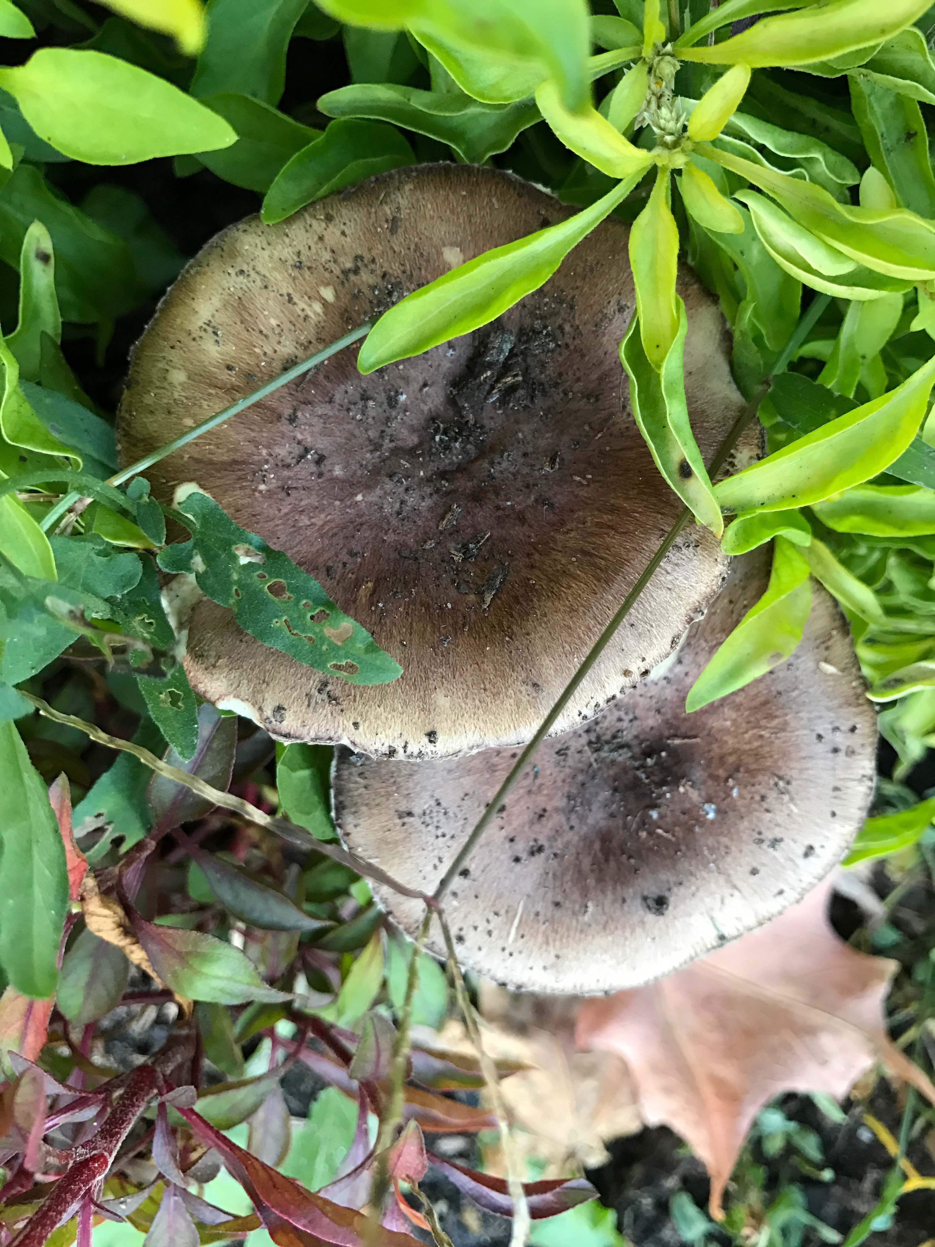 Stropharia Rugosoannulata Figure 2